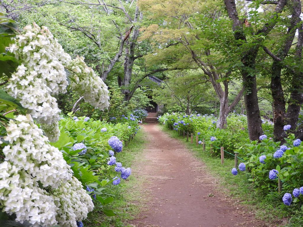 【成田市】宗吾霊堂「紫陽花まつり」6月23日（日） まで開催